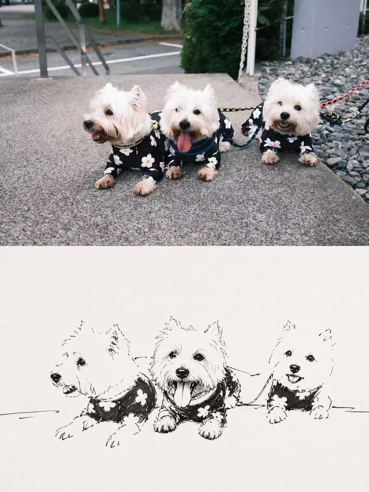 从宠物照片到线条、轮廓与神态。